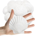 25PCS Sea Shells Scallop Shells Natural White Sea Shells for DIY Craft Crafting,Painting,Baking,Home Decor and Beaching Wedding Decoration (6-8CM) Seashells Bulk