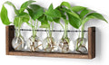 YIBOT Plants Propagation Stations,Plant Terrarium with Wooden Stand,Wall Hanging Glass Planter Plant Propagation Vase for Indoor Office Home Garden Decor Plant Lover Gifts for Women-5 Bulbs