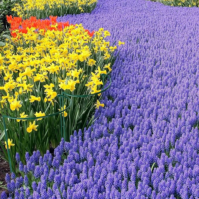 HiGift 8 Pack Plant Support Stakes, Half Round Metal Garden Plant Stake Indoor Peony Cages and Supports, Green Plant Support Ring Border for Tomato,Hydrangea,Flower Outdoor (10" Wide x 15.8" High)